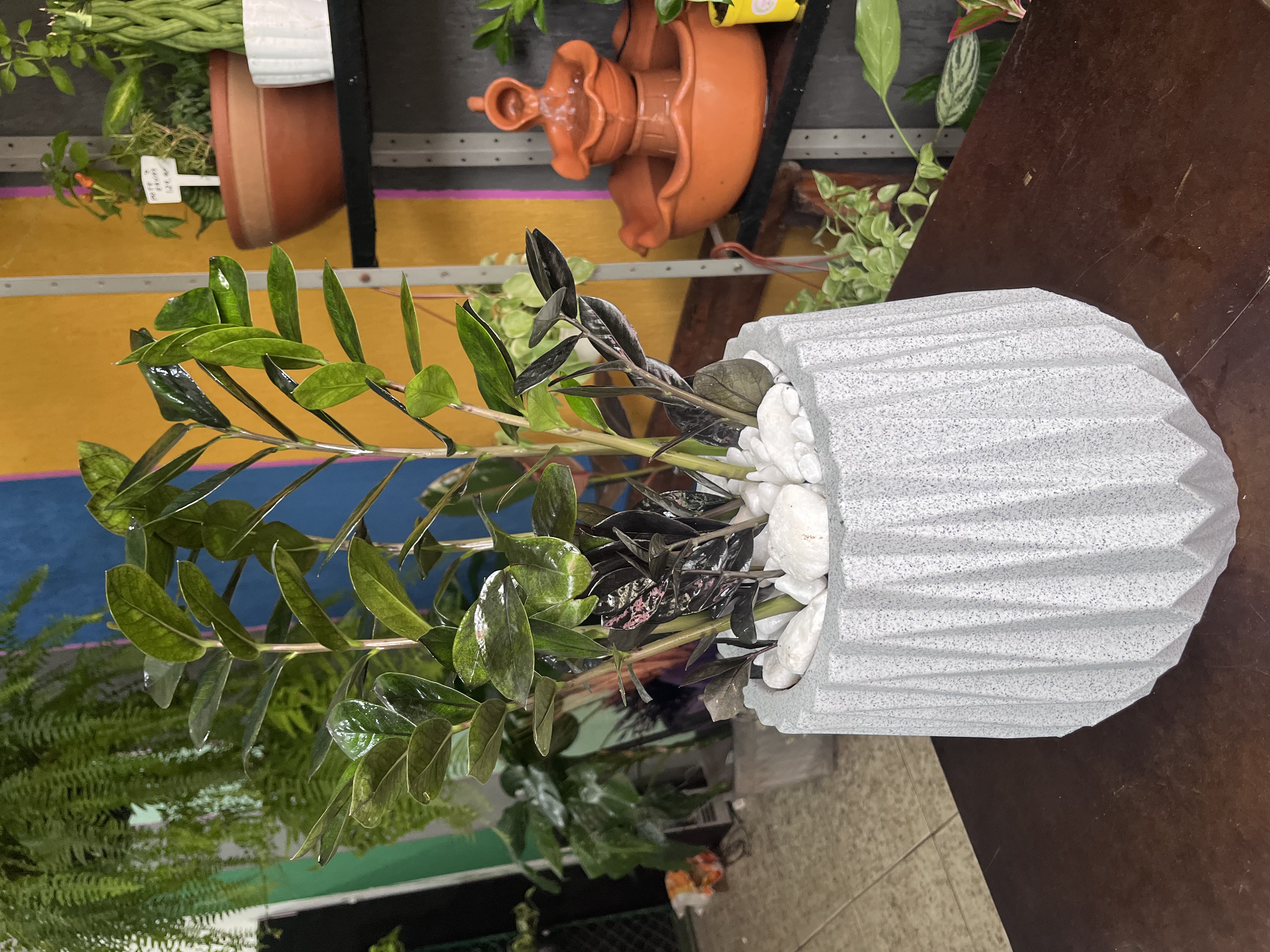 Vaso com Zamioculca black 