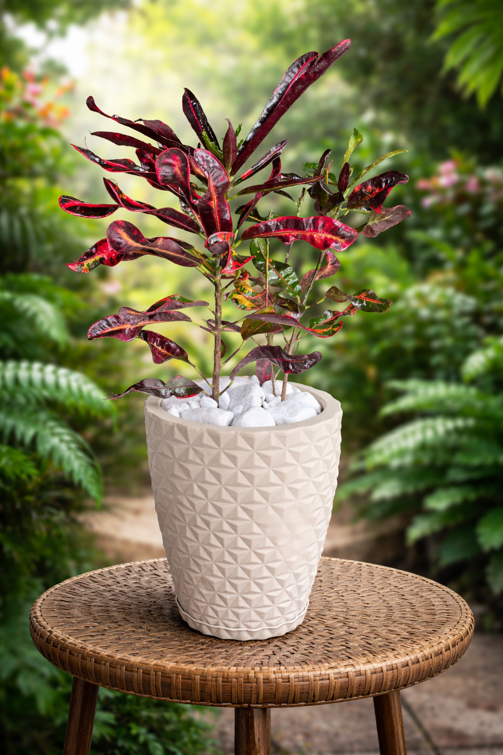 Vaso bege com Cróton parafuso 