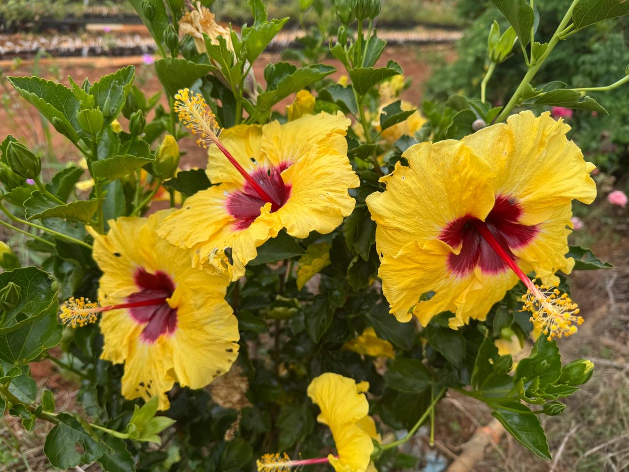 Hibisco Amarelo 