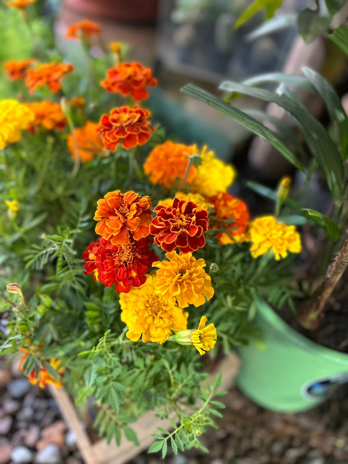 Tagetes 