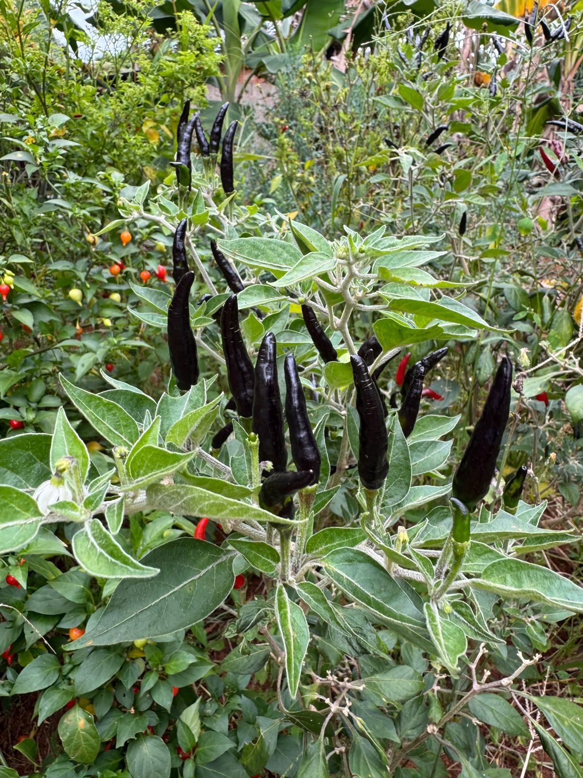 Pimenta Malagueta Preta 