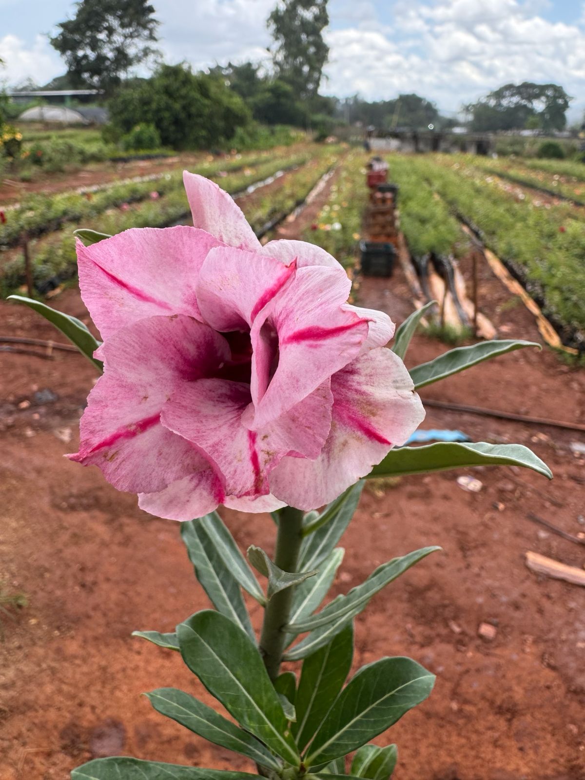 Rosa do Deserto Dobrada 