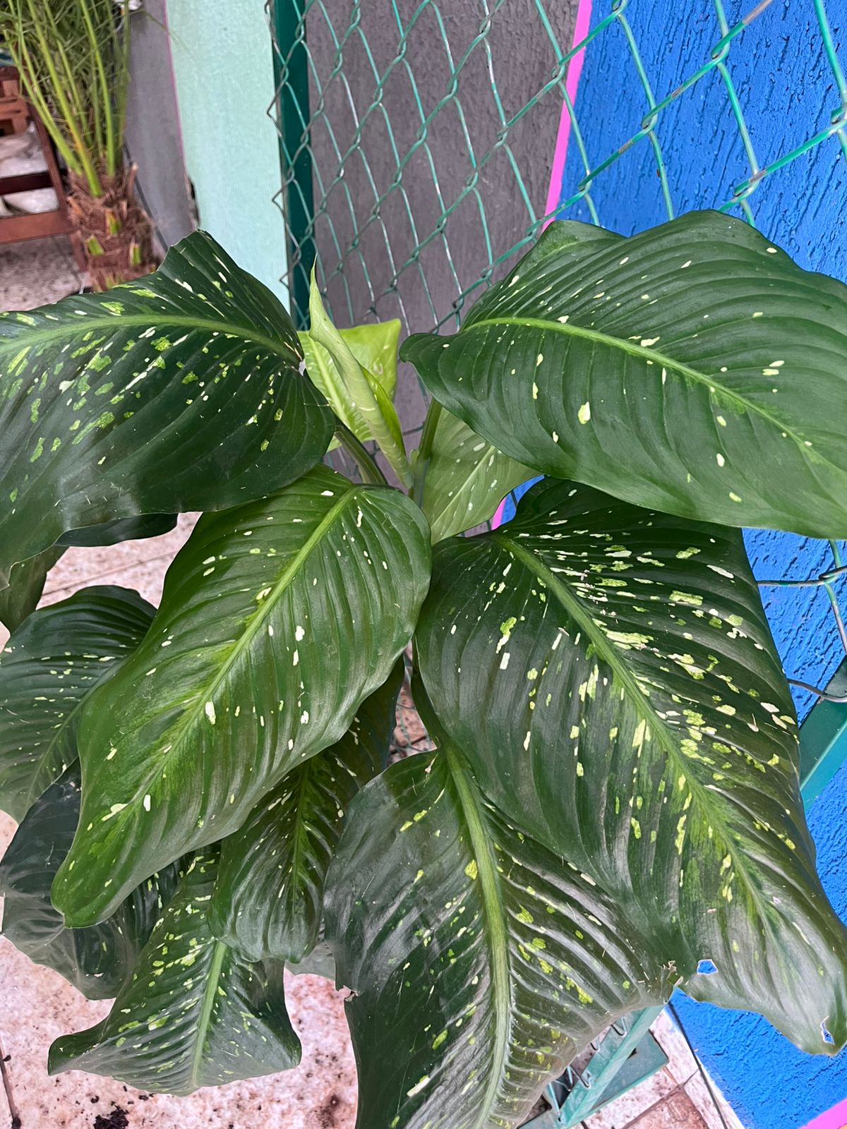 Comigo Ninguém Pode 